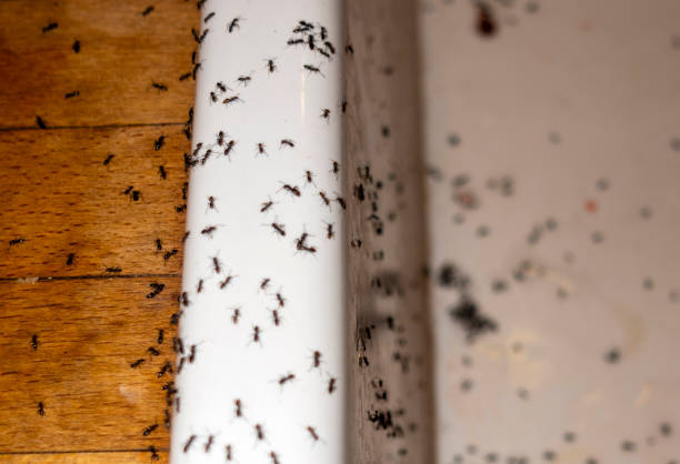 Trusted Fishersville, VA Pest Control Experts